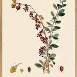 Epine-vinette à petit fruit