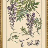 Glycine