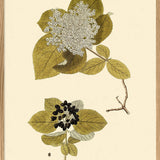 Viburnum Lantana