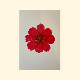 Herbier Coquelicot