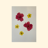 Herbier fleurs roses et jaunes