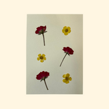 Herbier rose et jaune