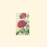 Boîte d'allumettes Roses Rouges