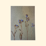 Herbier fleurs bleues